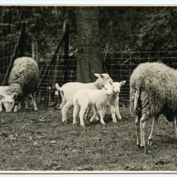 Mickey, de hond van het Kasteel van Wippelgem, jaren 1960