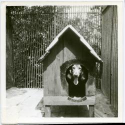 Muskusratverdelging op het kasteeldomein Wippelgem, jaren 1960