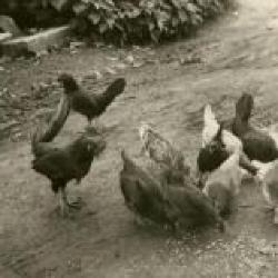 De schapen van het Kasteel van Wippelgem, jaren 1950