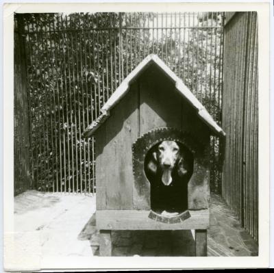 Mickey, de hond van het Kasteel van Wippelgem, jaren 1960