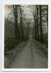 Beukendreef bij het Kasteel van Wippelgem, jaren 1960