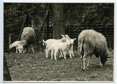 De schapen van het Kasteel van Wippelgem, jaren 1950