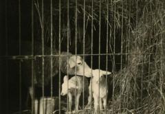 De barones bij een ooi met lammetjes