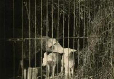 De barones bij een ooi met lammetjes