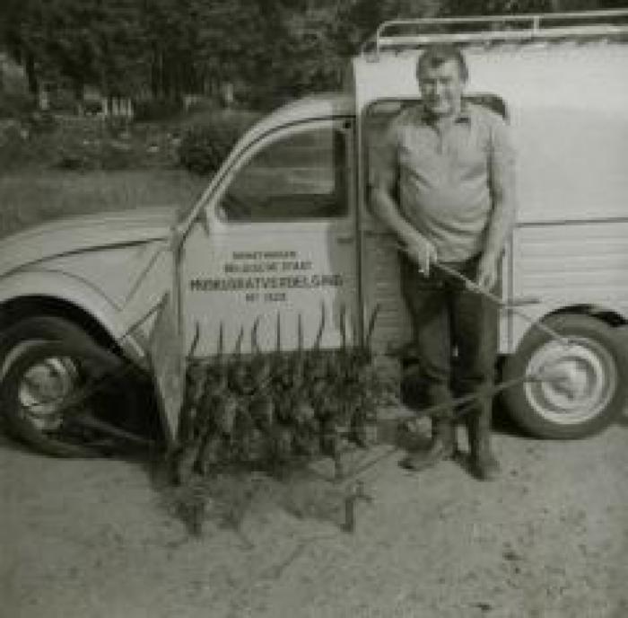 Muskusratverdelging op het kasteeldomein Wippelgem, jaren 1960
