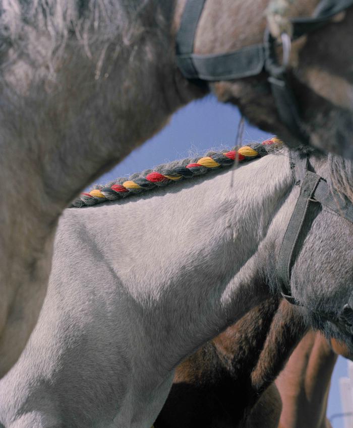 Boerenpaarden