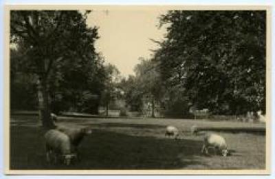 Schapen op het kasteeldomein van Wippelgem, jaren 1960