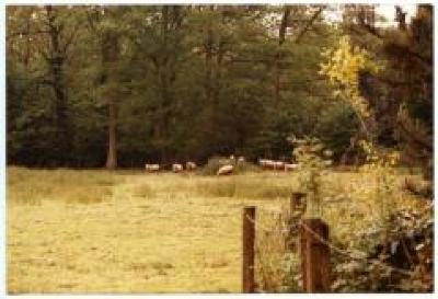 Schapen op het kasteeldomein van Wippelgem, 1984