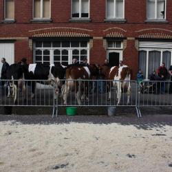 Melkvee op de Vette Veemarkt