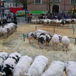 Vet Vee op de Vette Veemarkt