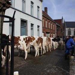 Vrouwelijk stamboekvee op de Vette Veemarkt