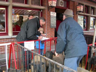 Schapen op de Vette Veemarkt 