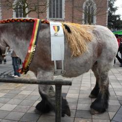 Belgisch trekpaard op de Vette Veemarkt