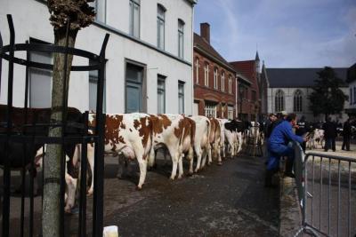 Vrouwelijk stamboekvee op de Vette Veemarkt