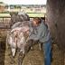 Het gereedzetten van de dieren voor de veemarkt