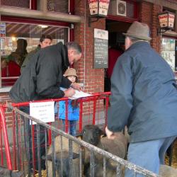 Schapen op de Vette Veemarkt 