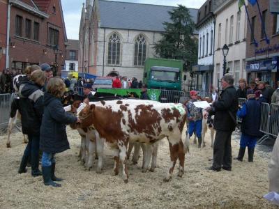 Kalfjes op de Vette Veemarkt