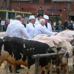 Keurders keuren vet vee