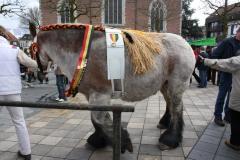 Belgisch trekpaard op de Vette Veemarkt