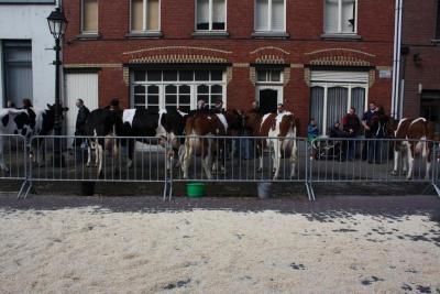 Melkvee op de Vette Veemarkt