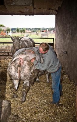 Het gereedzetten van de dieren voor de veemarkt