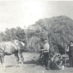 Graan dorsen met een dorsmachine, Zelzate, 1950