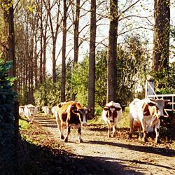 Luc Van Bastelaere en koe Cora (2), Evergem