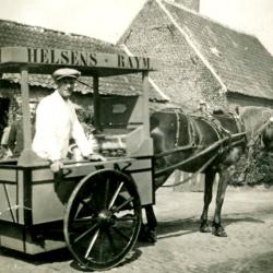 Schapen op het kasteeldomein van Wippelgem, jaren 1960