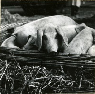Biggenmand met biggen op de markt van Eeklo