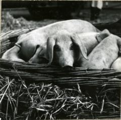 Biggenmand met biggen op de markt van Eeklo