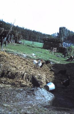 Kippen op de mesthoop, Lembeke, jaren 1960