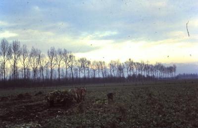 Bietenoogst op het veld, Waarschoot, jaren 1960