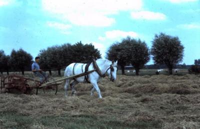 Hooien met trekpaard, Waarschoot, jaren 1960