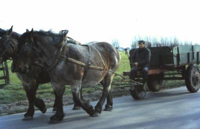 Kar getrokken door paarden, Waarschoot, jaren 1960