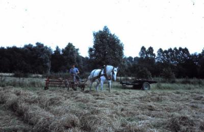 Hooien op het veld, Waarschoot, jaren 1960