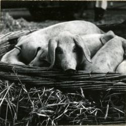 Biggenmand met biggen op de markt van Eeklo