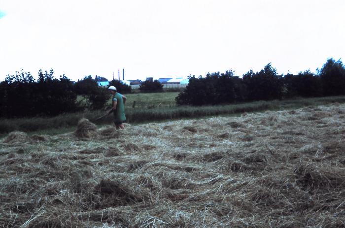 Hooien op het veld, Waarschoot, jaren 1960