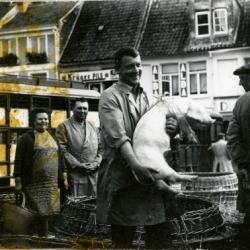 Biggen verhandelen op de varkensmarkt van Eeklo