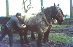 Inspannen van de paarden, Waarschoot, jaren 1960