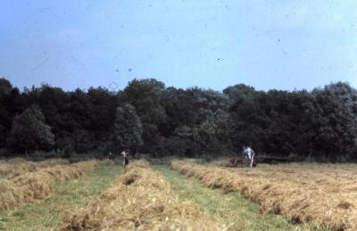 Hooien op het veld in Waarschoot, jaren 1960