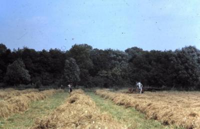 Hooien op het veld in Waarschoot, jaren 1960
