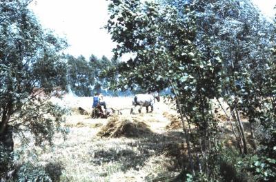 Oogst met trekpaard, Waarschoot, jaren 1960
