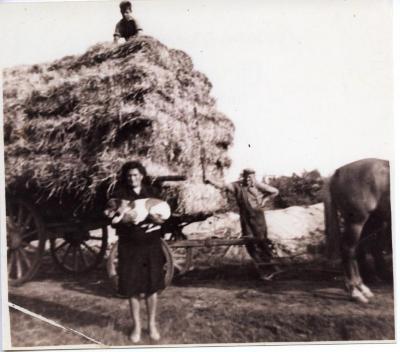 Hooi binnenhalen in Sleidinge