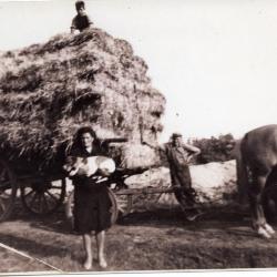 Edmond Criel met hondenkar in Ertvelde, ca. 1910