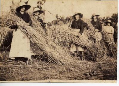 "Schoven" binden op het land in Sleidinge, 1933