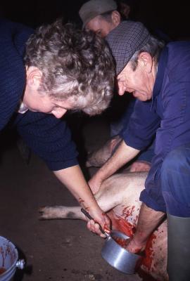 Thuisslachter André Van de Voorde vangt varkensbloed op