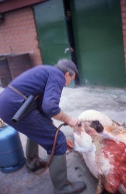 Slager André Van de Voorde doet thuisslachting