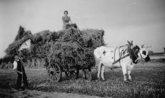 Transport van toen: trekvee