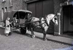 Tansport van toen: paard trekt de melkkar (2), Knesselare