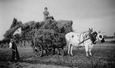 Transport van toen: trekvee